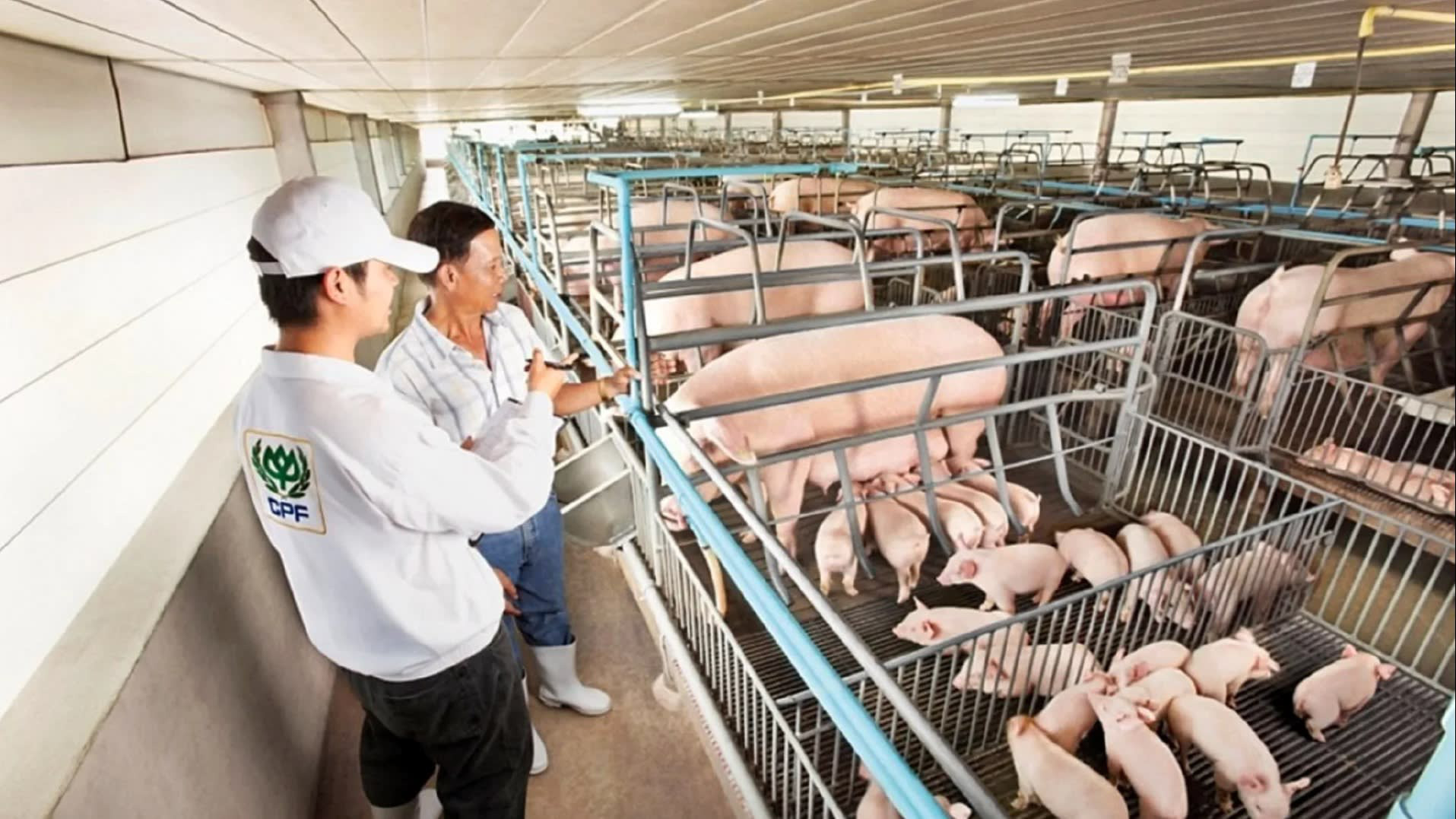 THIẾT BỊ CHĂN NUÔI HEO